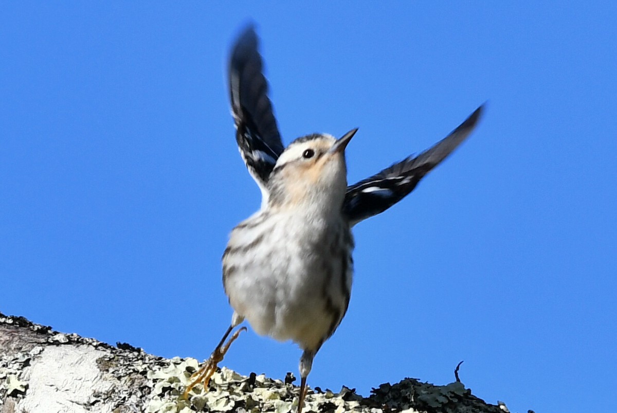 Black-and-white Warbler - ML618977734