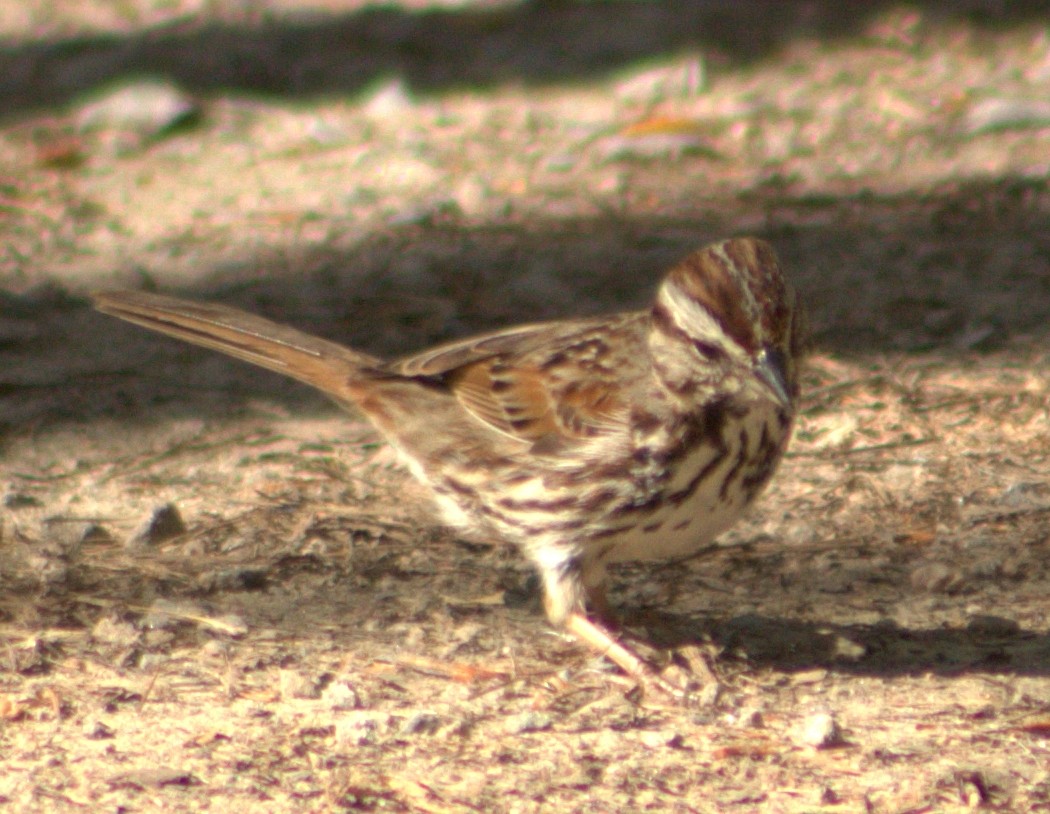 Song Sparrow - lydia Harrisson