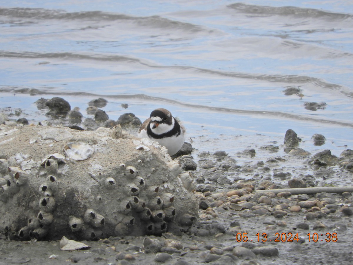 Semipalmated Plover - ML618977836