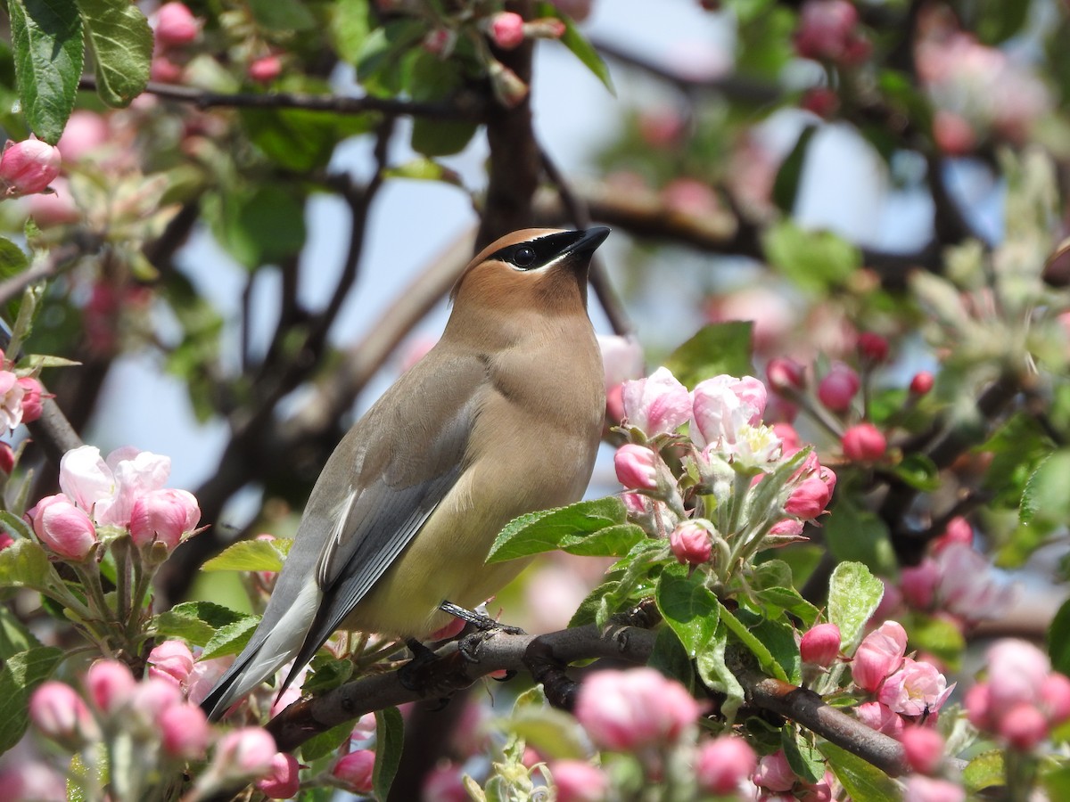 Cedar Waxwing - ML618977843