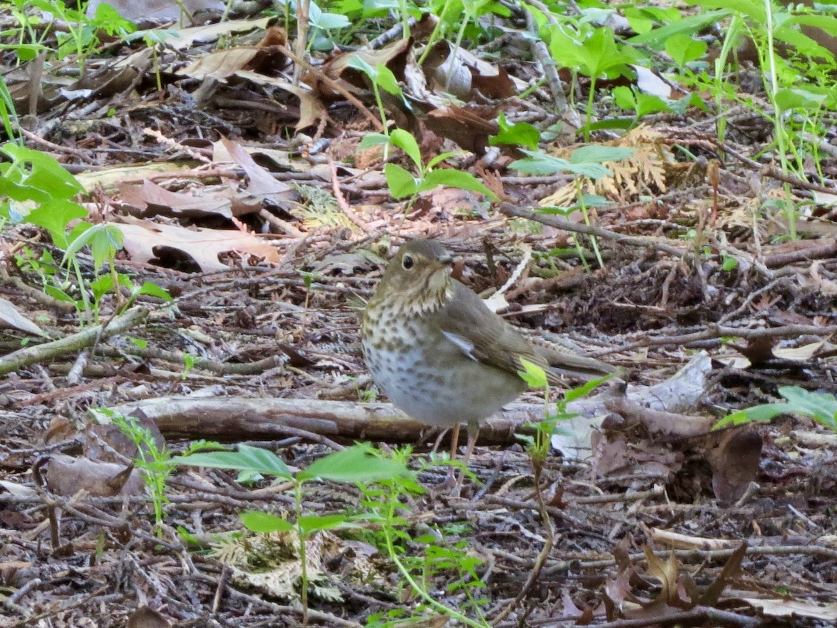 Swainson's Thrush - Norka Saldana