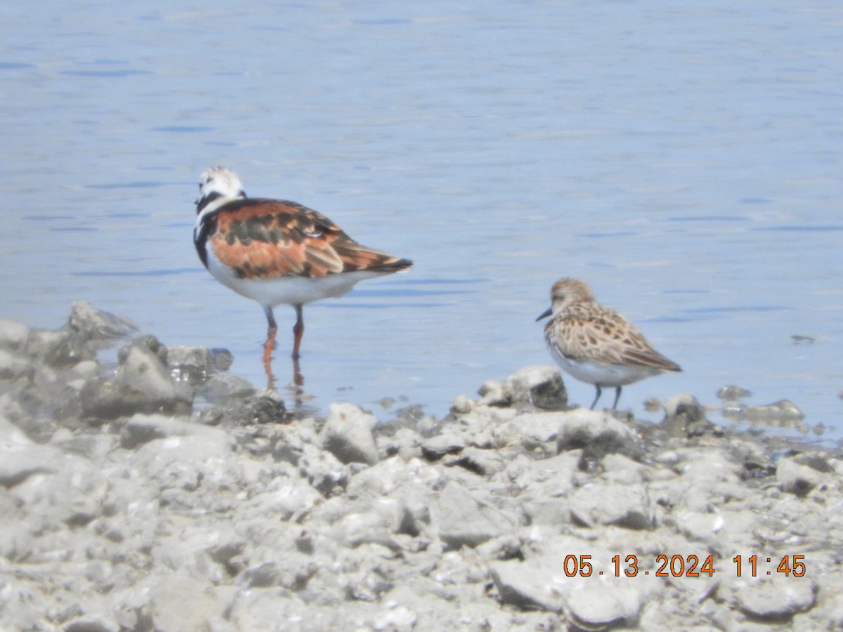 Ruddy Turnstone - ML618977883