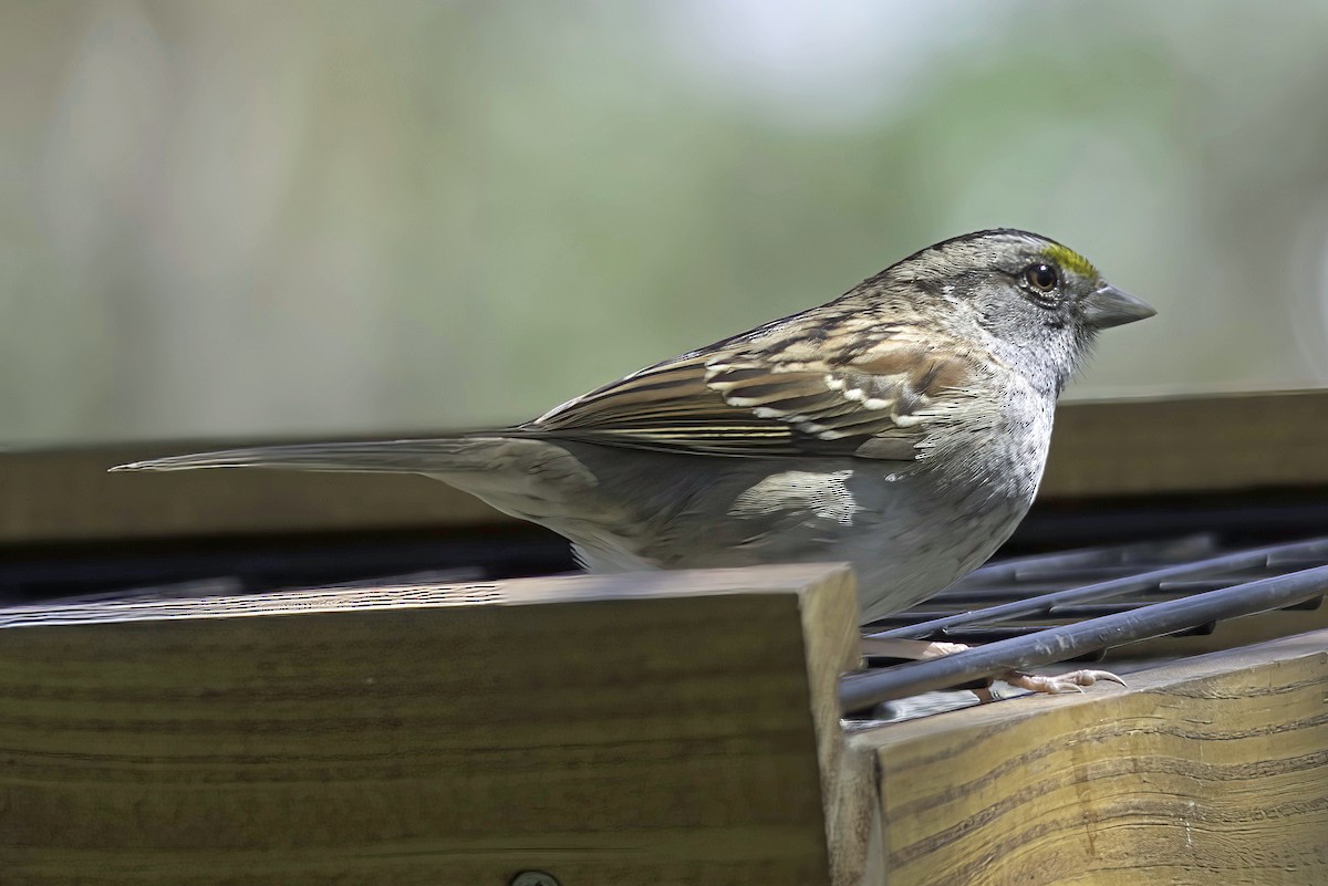 White-throated Sparrow - ML618977891