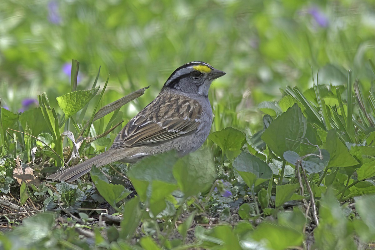 White-throated Sparrow - Jim Tonkinson
