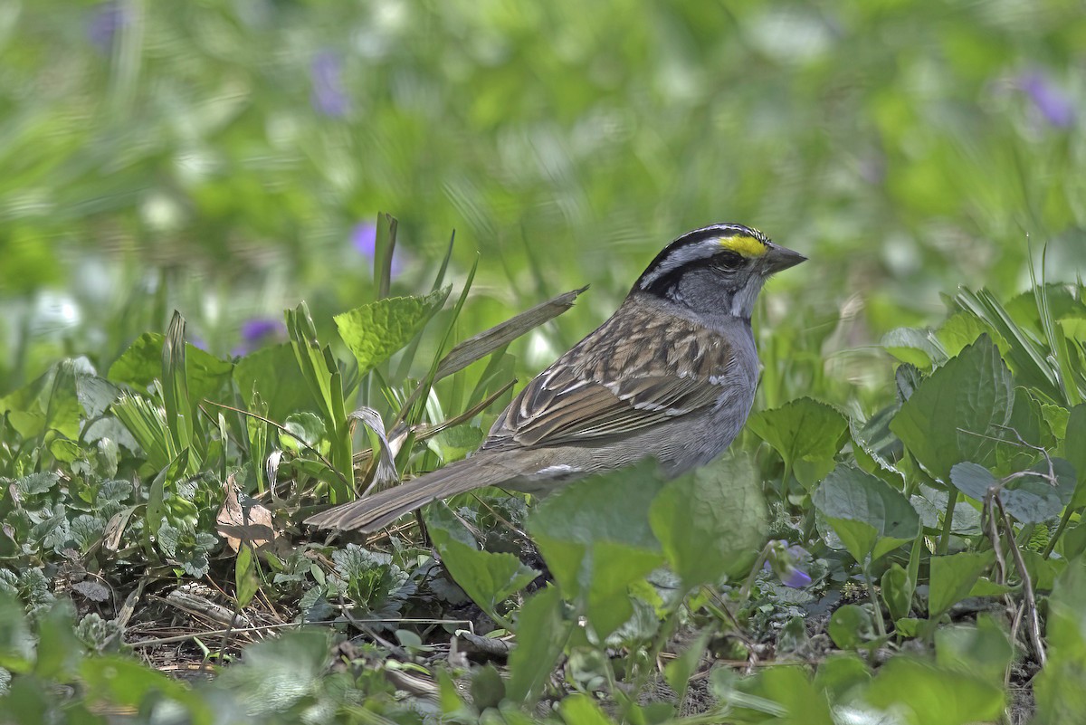 White-throated Sparrow - Jim Tonkinson