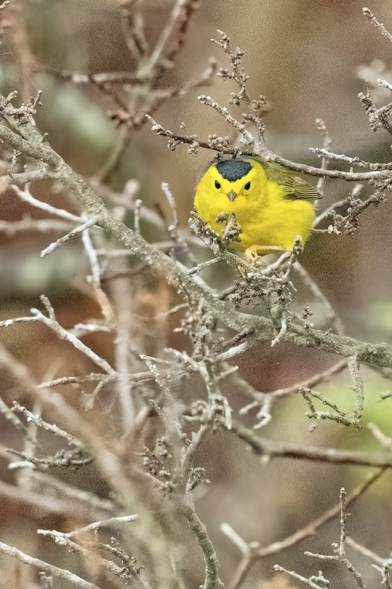 Wilson's Warbler - ML618977902