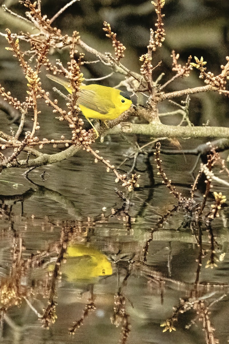 Wilson's Warbler - ML618977903