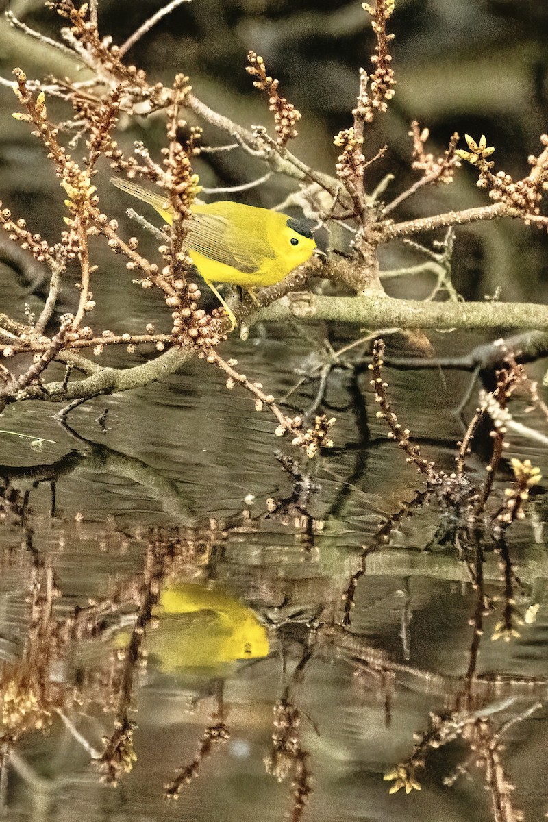 Wilson's Warbler - Karen Hyatt