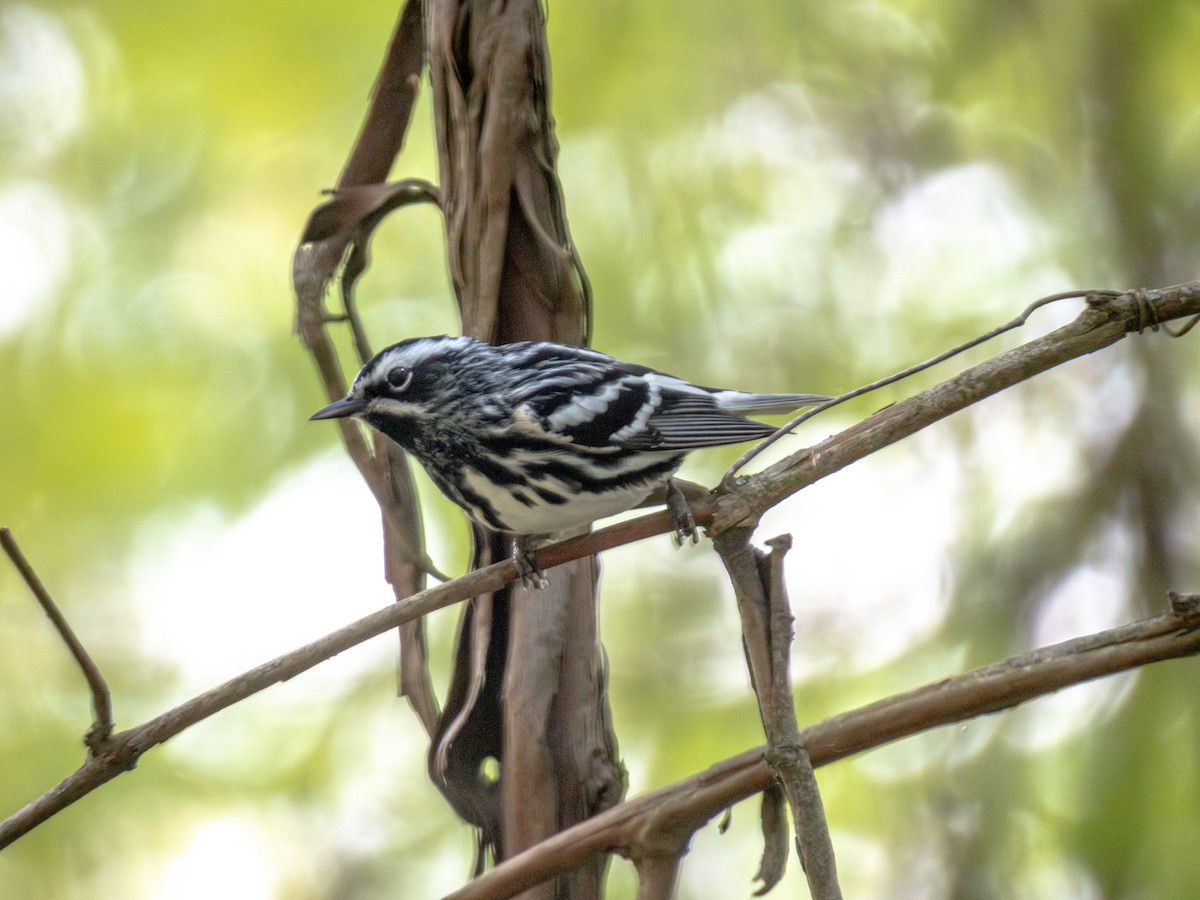 Black-and-white Warbler - ML618977910