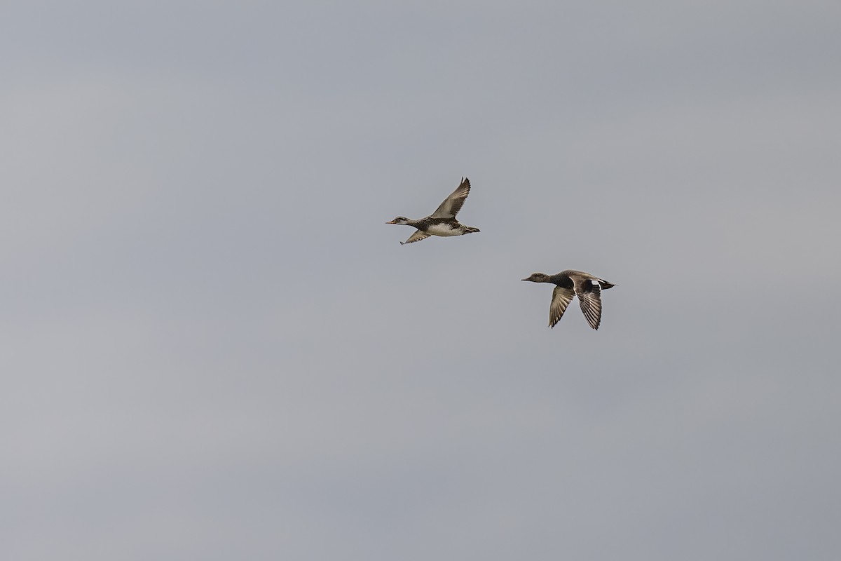 Gadwall - Simon Villeneuve