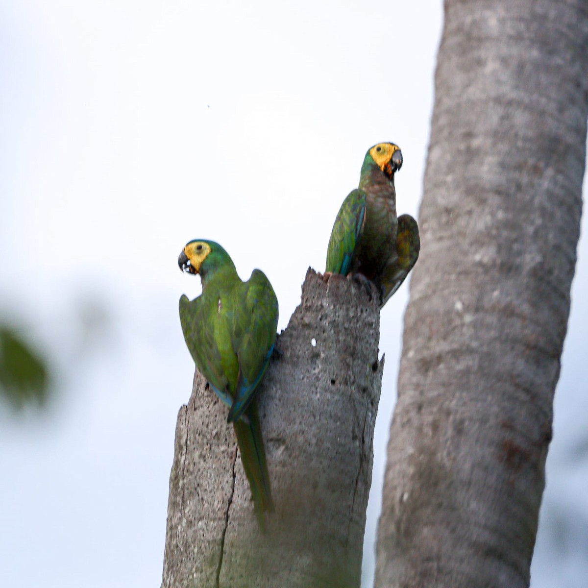 Red-bellied Macaw - Didier Eduardo Calderón Mora