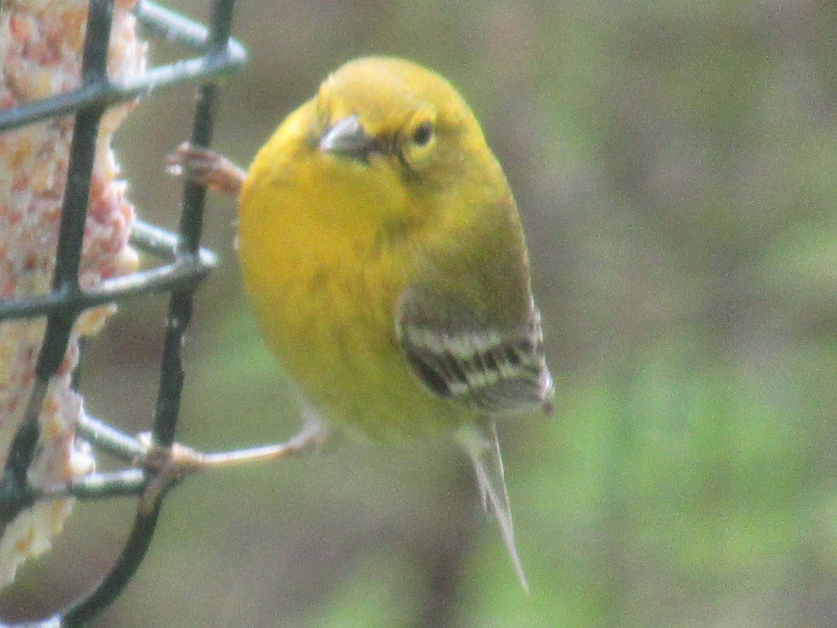 Pine Warbler - Michael Prudich