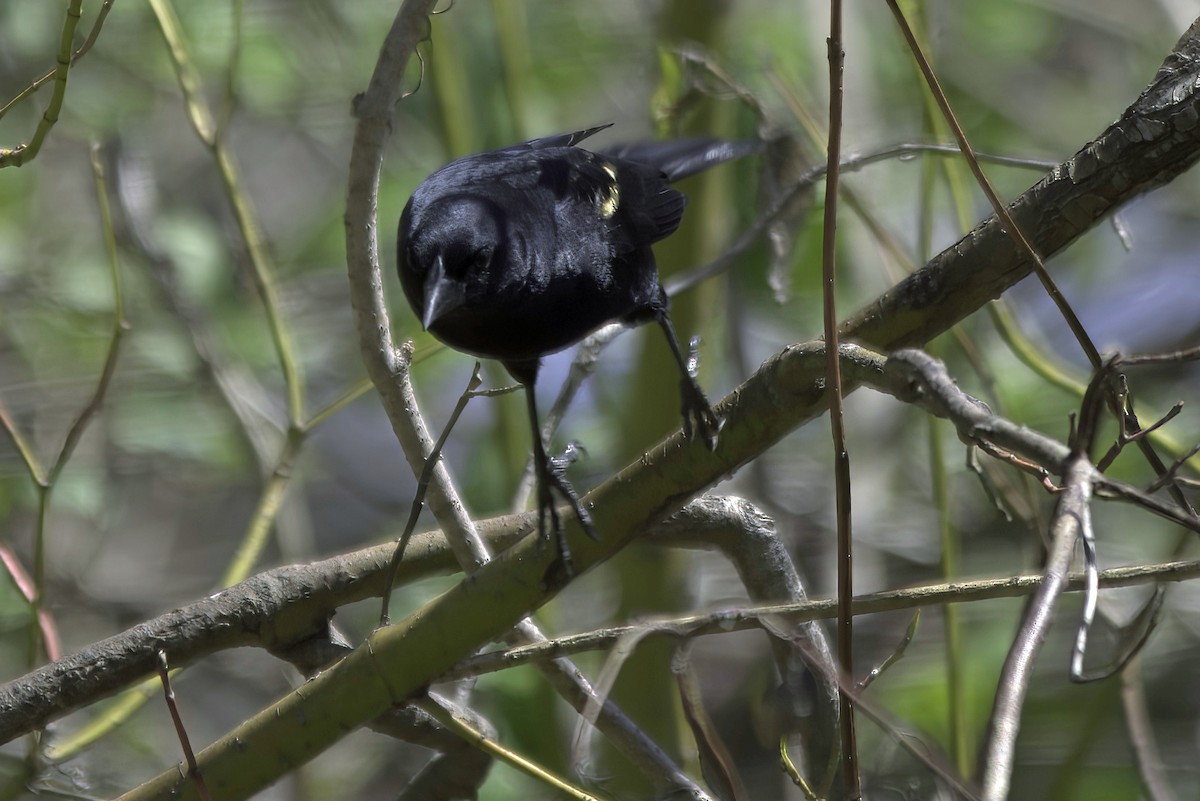 Red-winged Blackbird - ML618977933