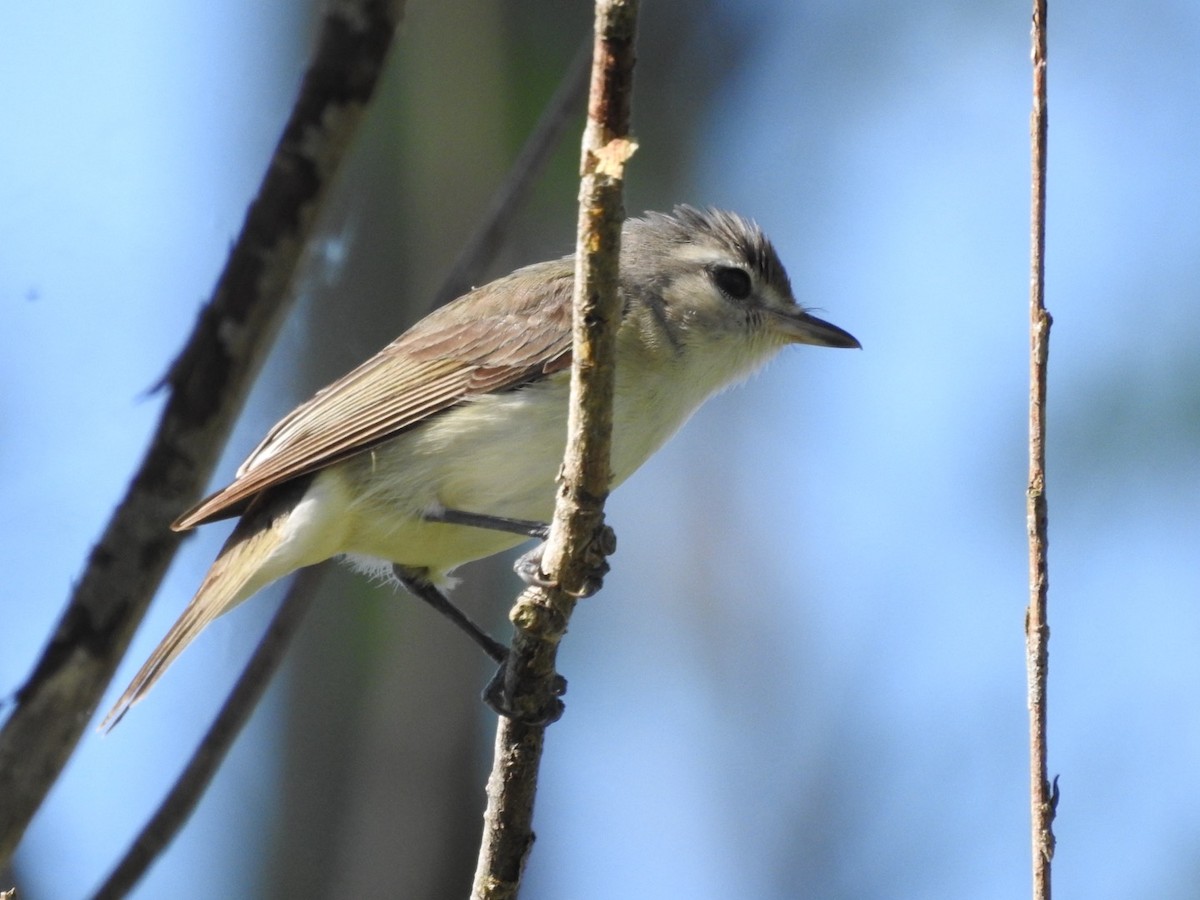 Warbling Vireo - Martha Beebe