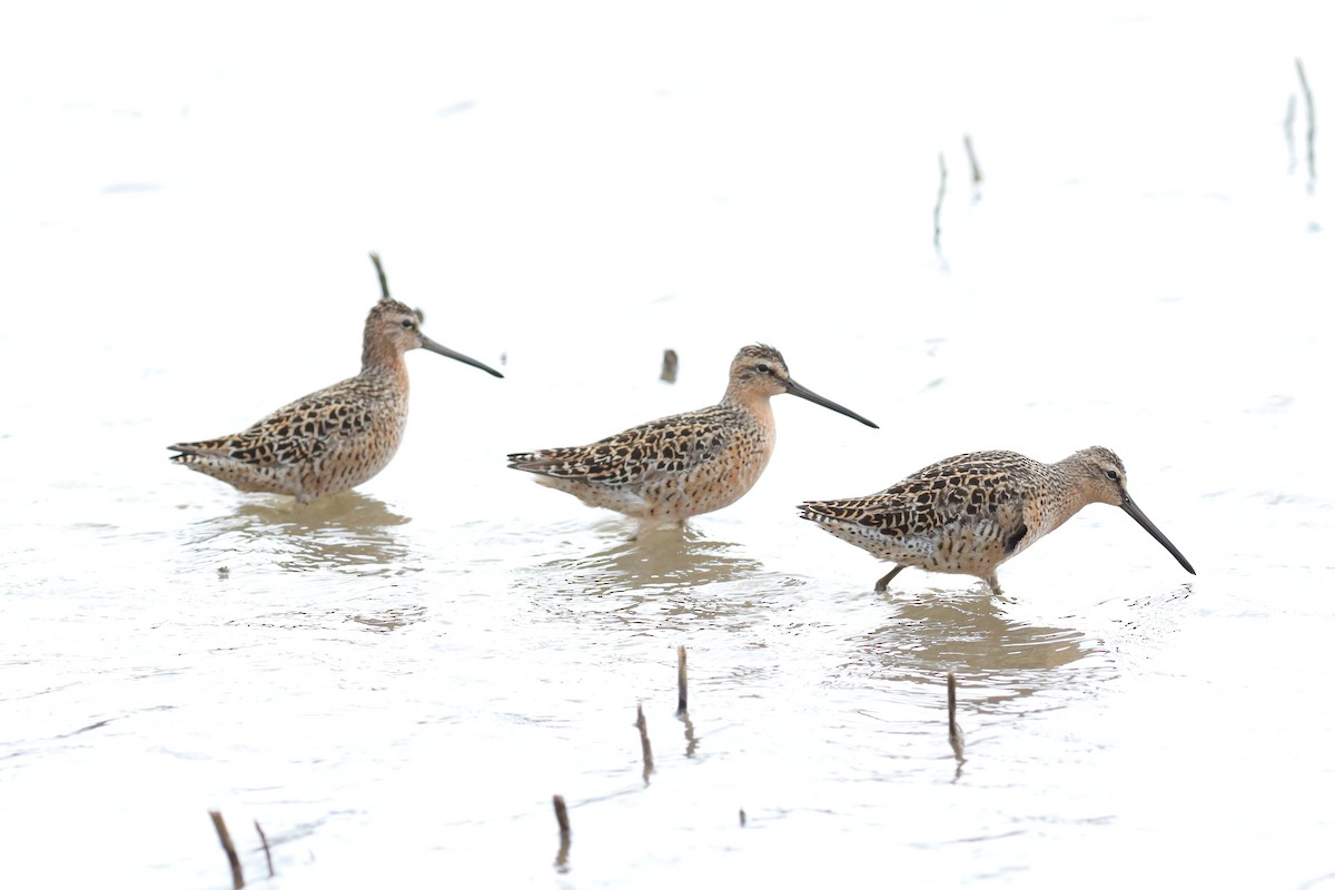 Short-billed Dowitcher - NICHOLAS GALL