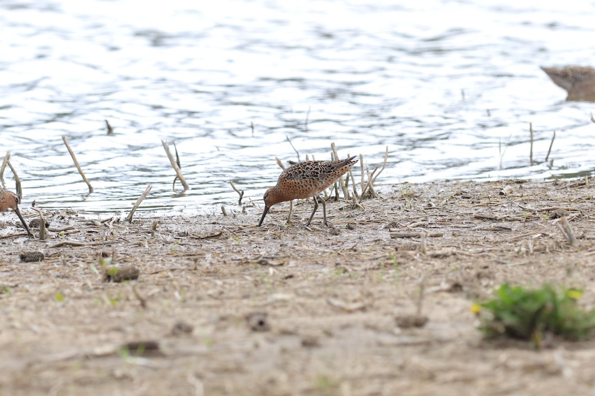 Short-billed Dowitcher - NICHOLAS GALL