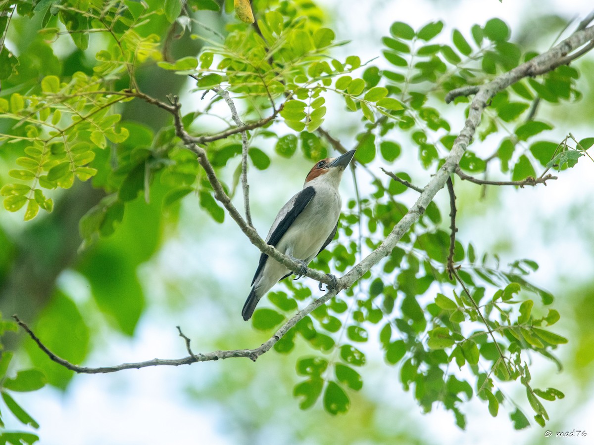 Black-crowned Tityra - MARIO DELGADO