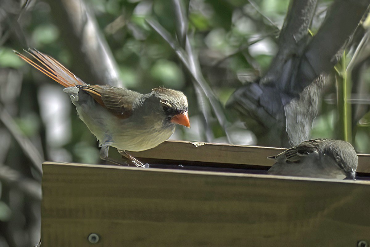 Northern Cardinal - Jim Tonkinson