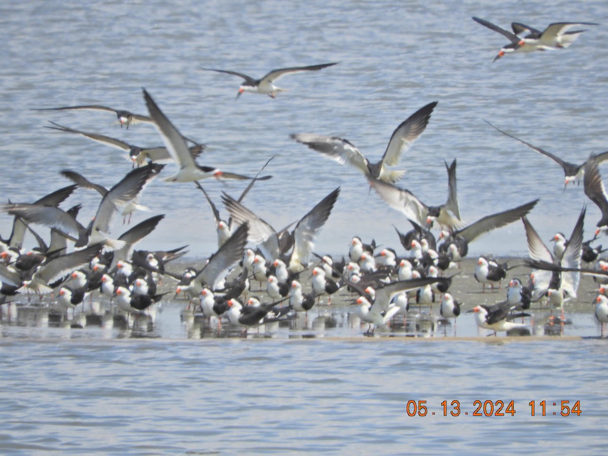 Black Skimmer - ML618978005