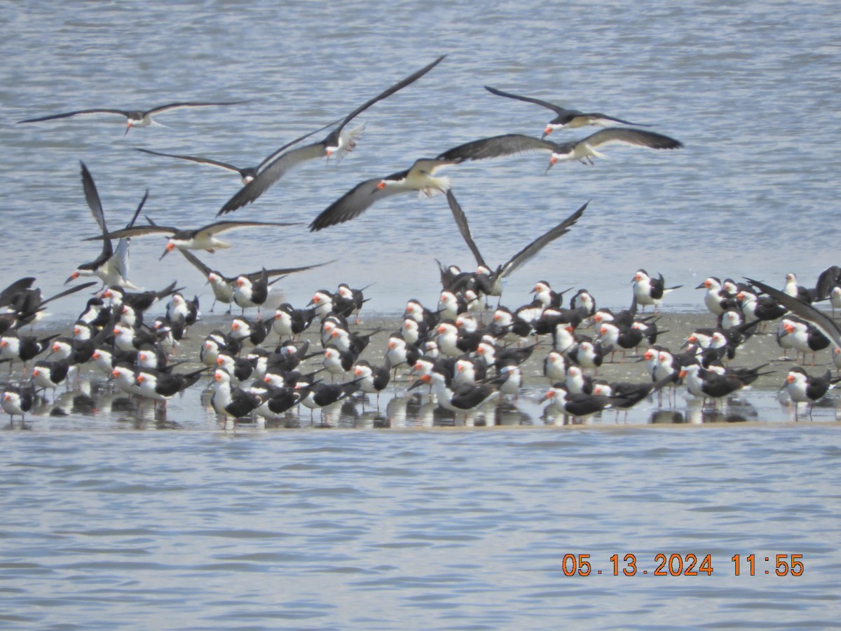 Black Skimmer - ML618978007