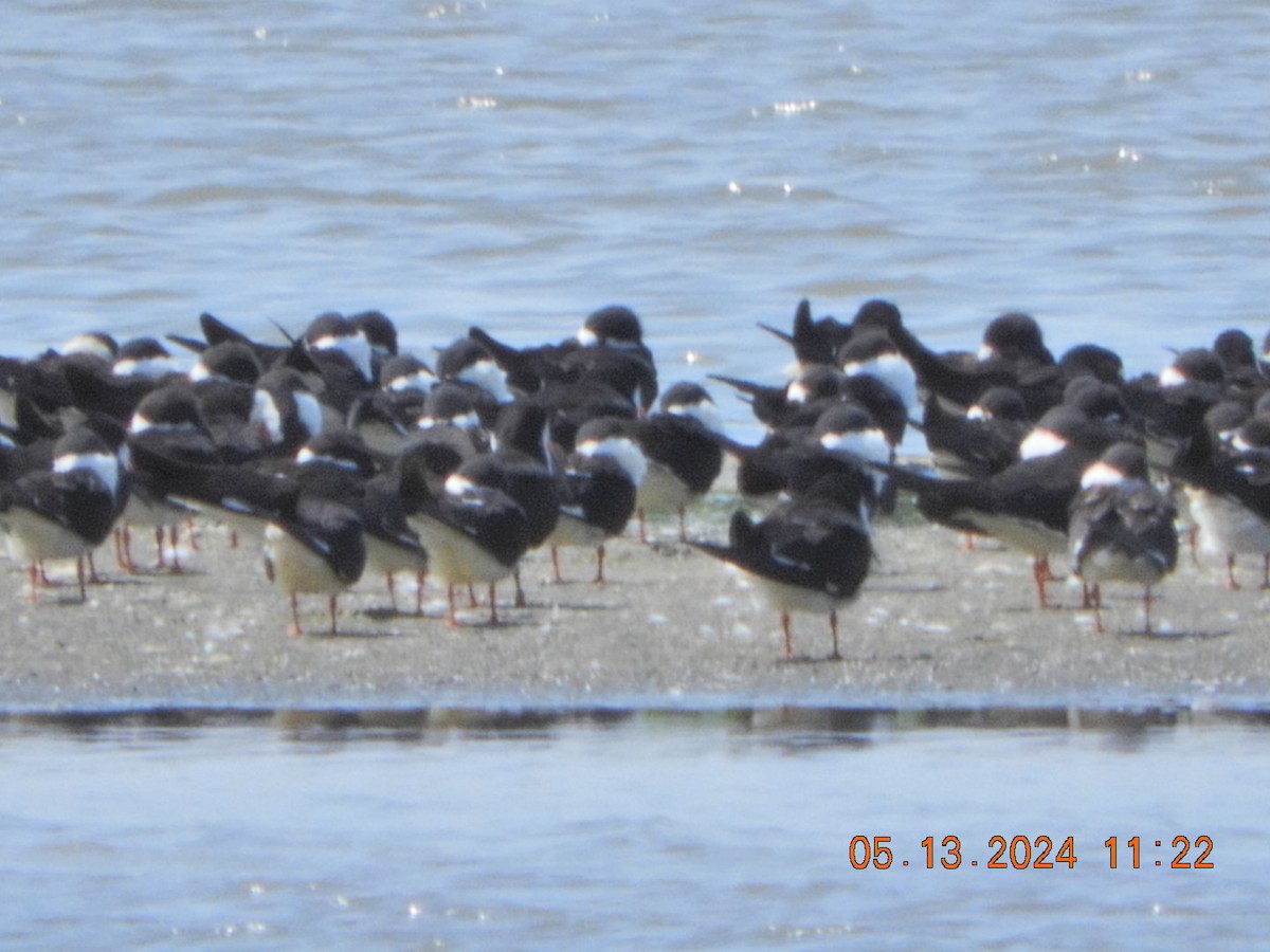 Black Skimmer - ML618978008