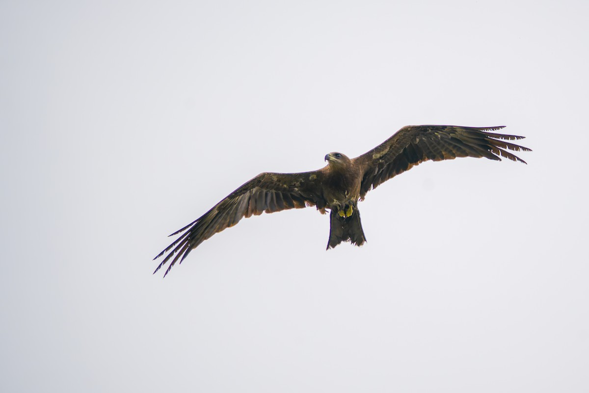 Black Kite - Rahul Baidya