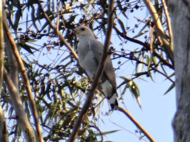 Gray-lined Hawk - Gabriel Moraes