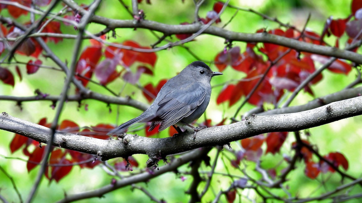 Gray Catbird - Douglas Cioffi