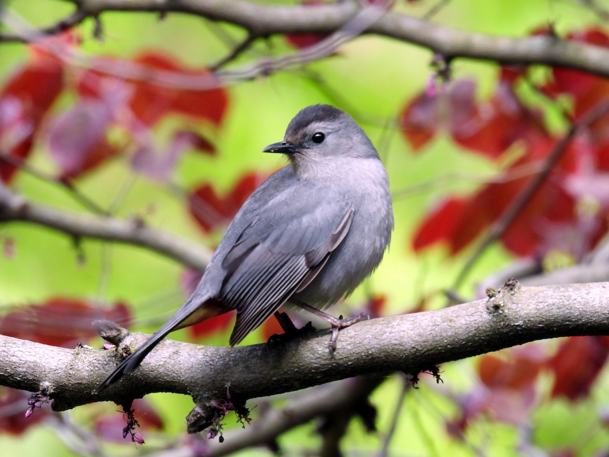 Gray Catbird - Douglas Cioffi