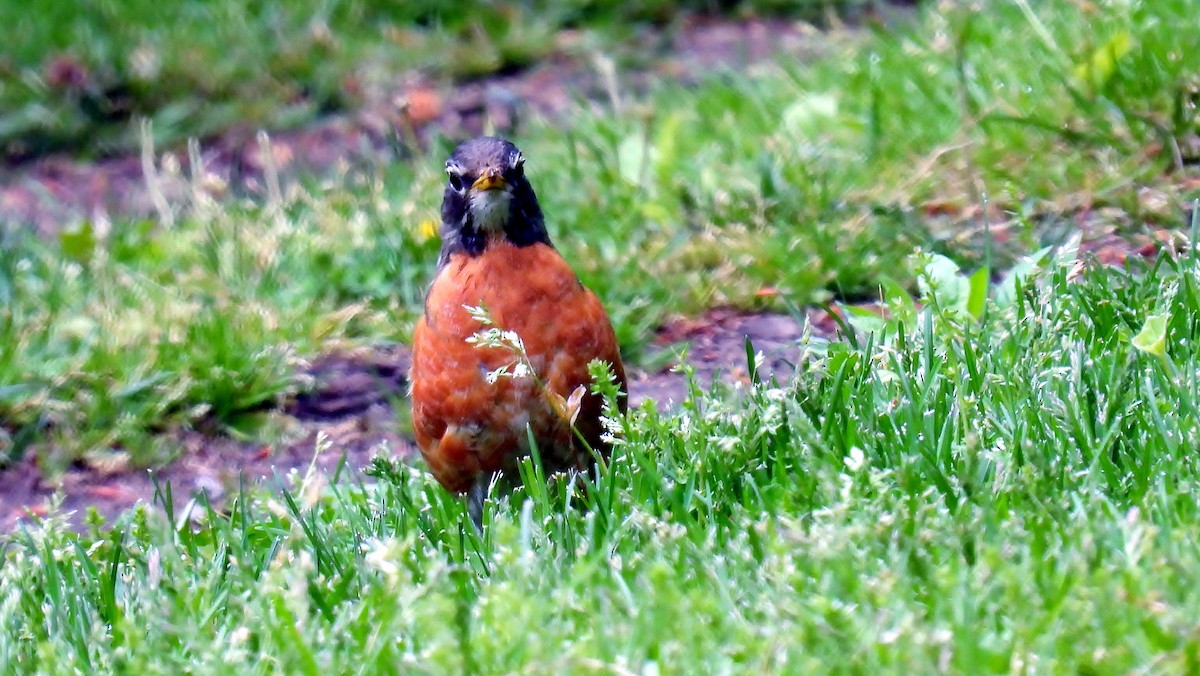 American Robin - Douglas Cioffi