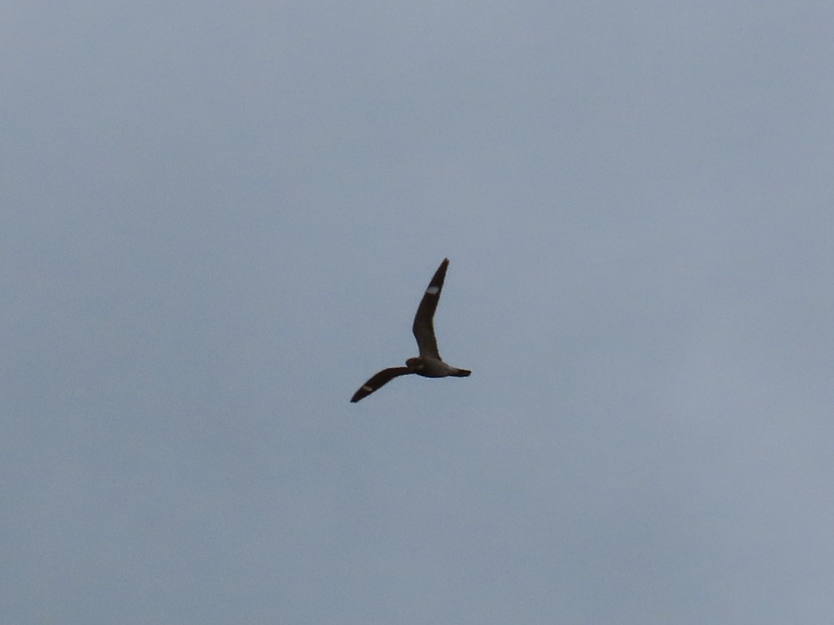 Common Nighthawk - Kristin Mylecraine