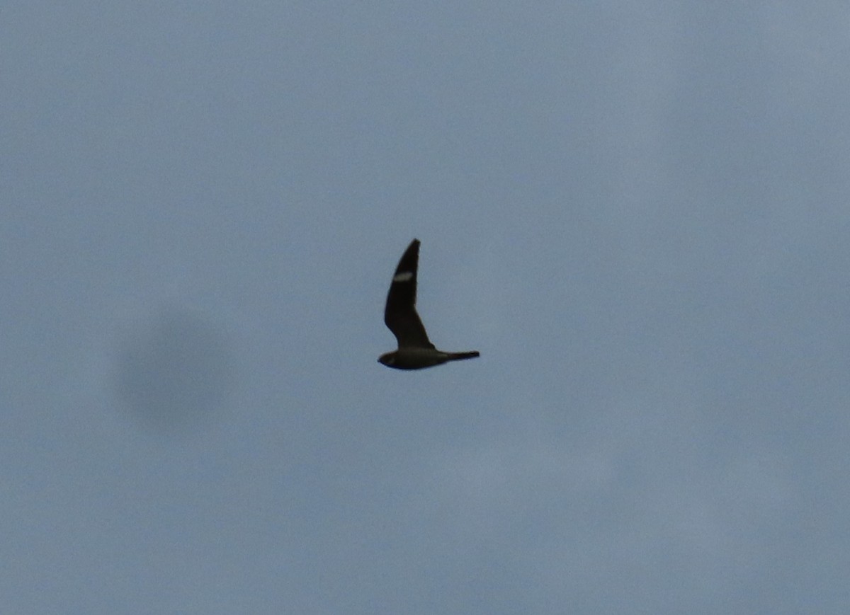 Common Nighthawk - Kristin Mylecraine