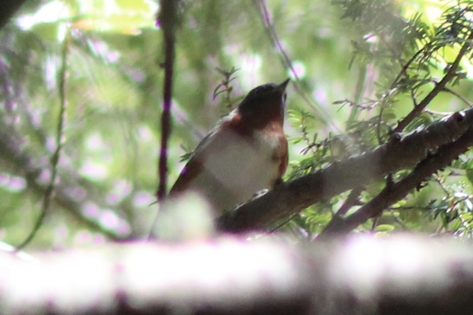 Bay-breasted Warbler - Myles Quirion