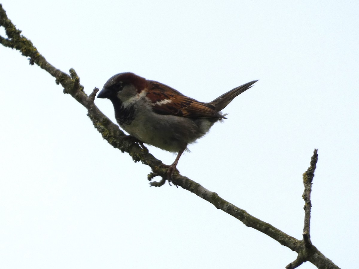 House Sparrow - ML618978063