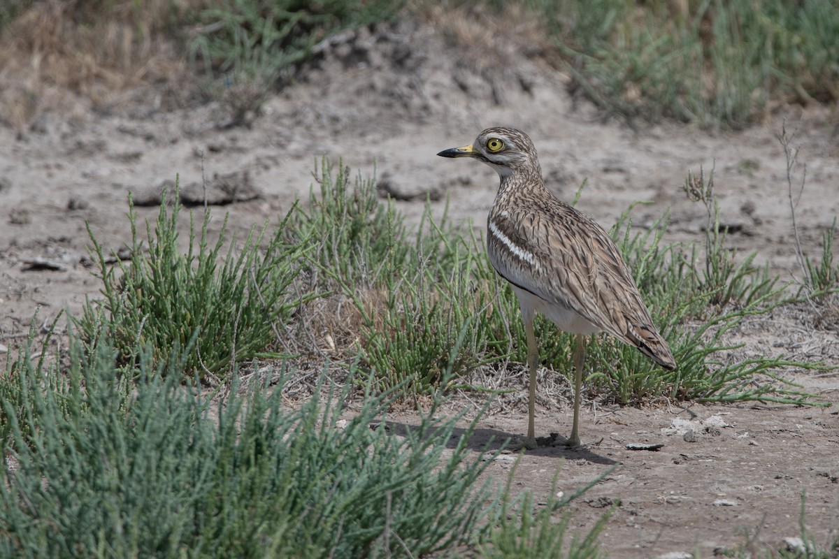 Eurasian Thick-knee - ML618978071