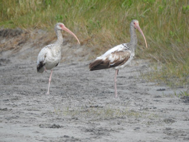 White Ibis - Gerald Head