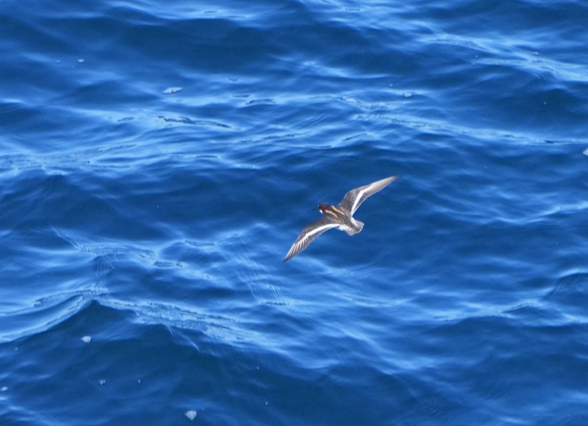 Red-necked Phalarope - ML618978082