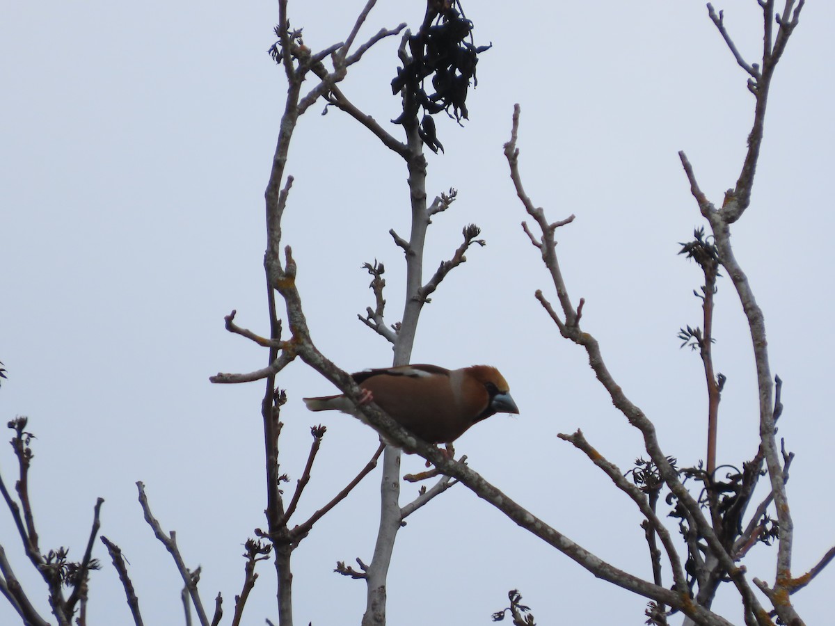 Hawfinch - Nacho García Gómez