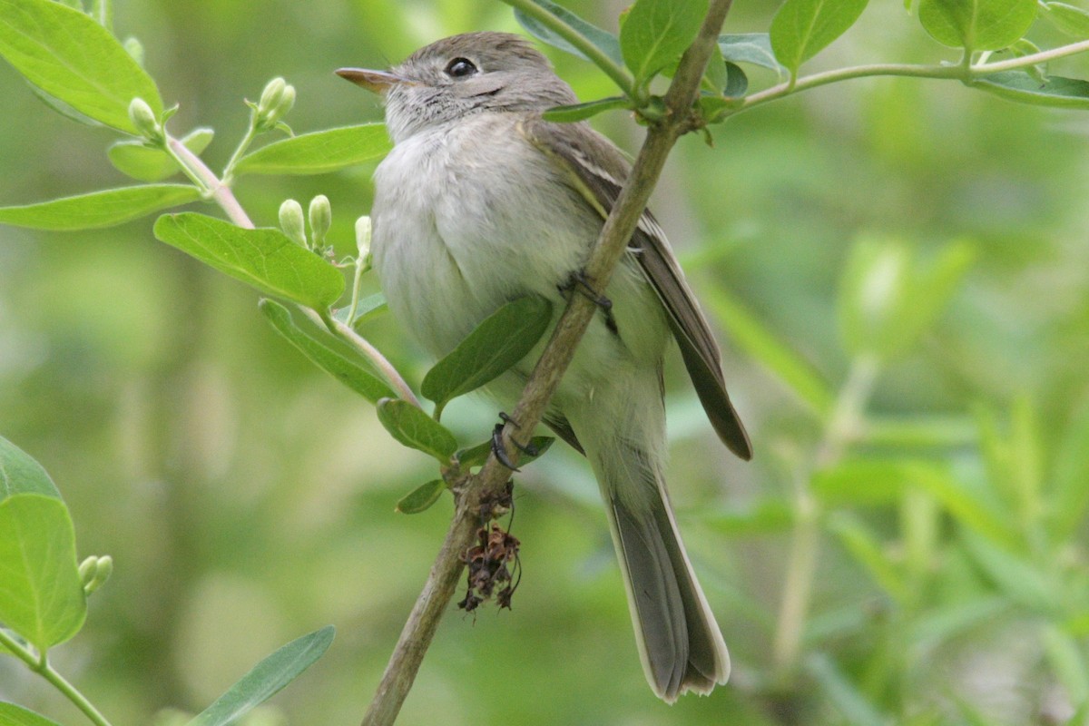 Least Flycatcher - ML618978100