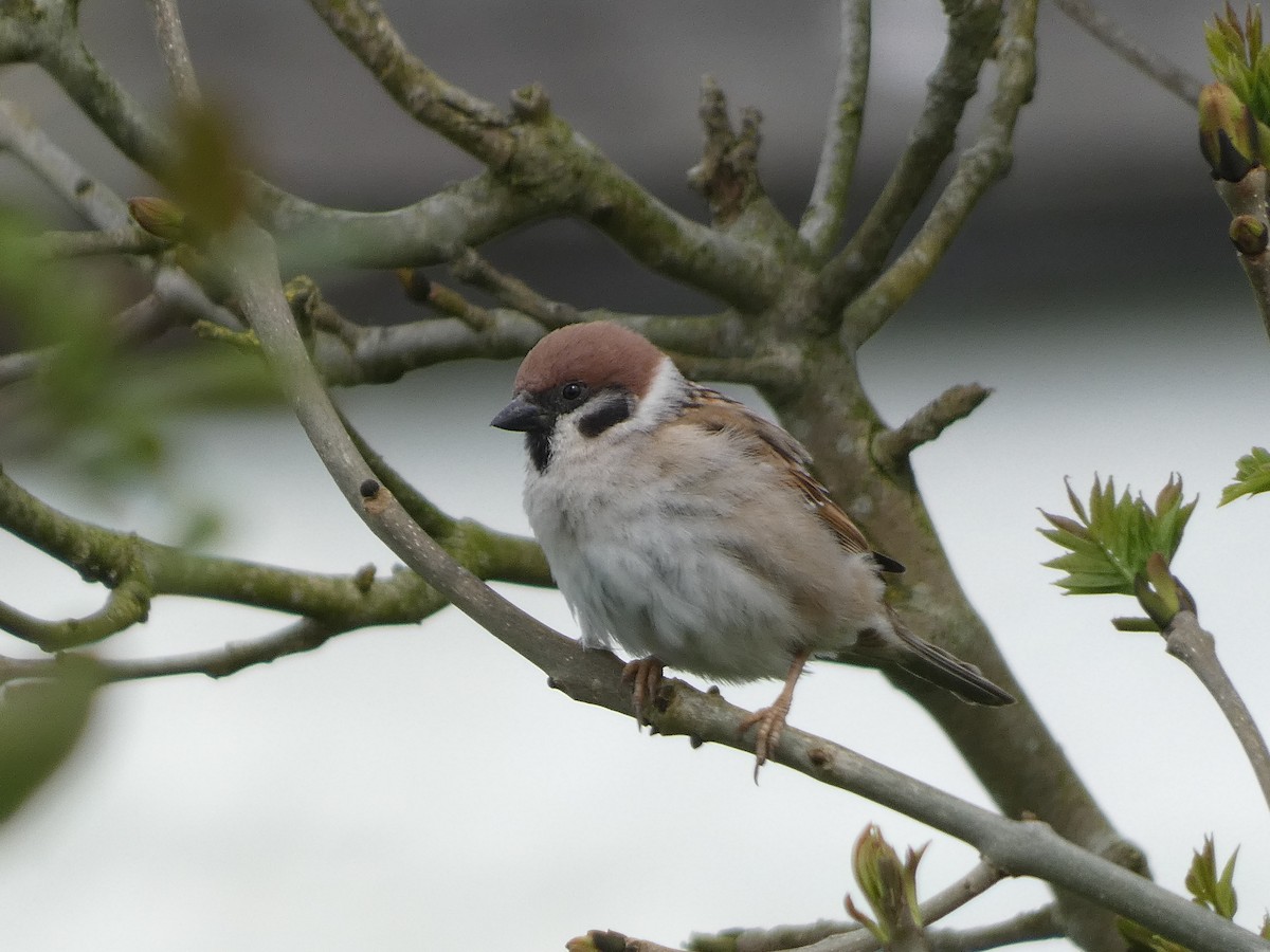 Eurasian Tree Sparrow - ML618978108