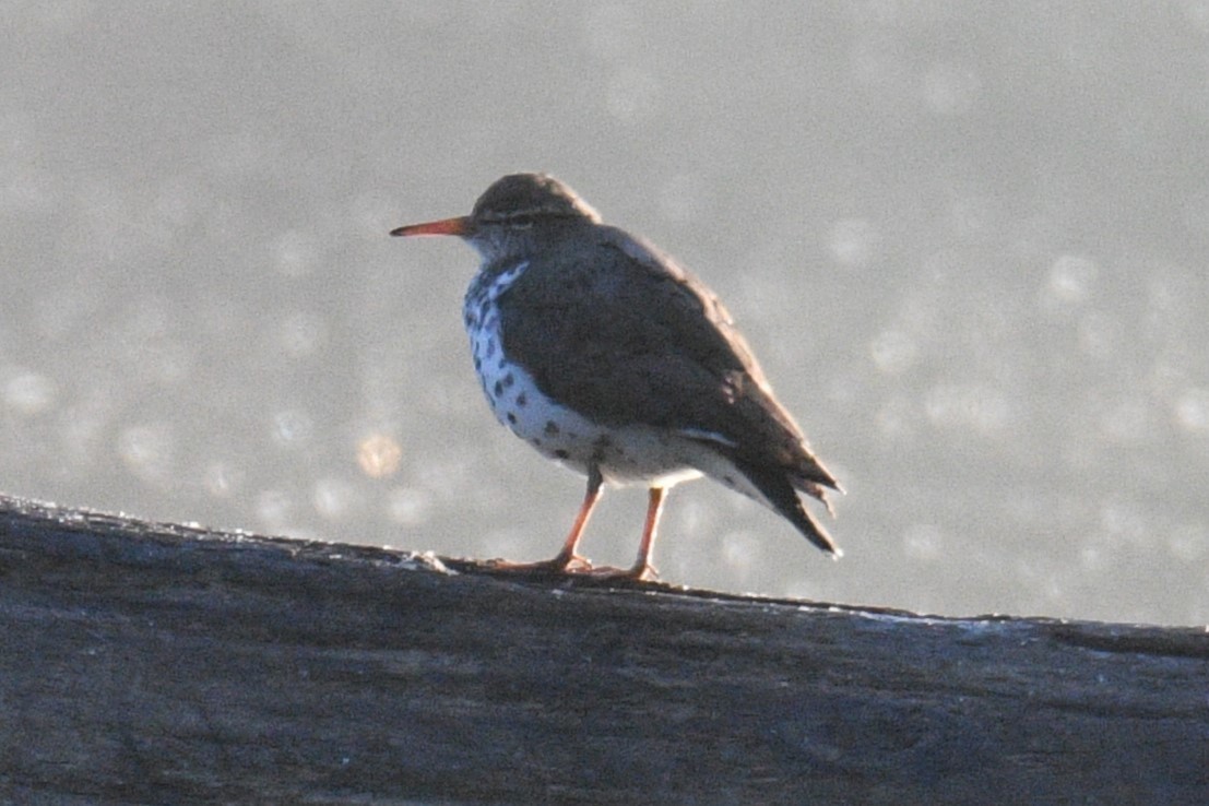 Spotted Sandpiper - Kevin Roback