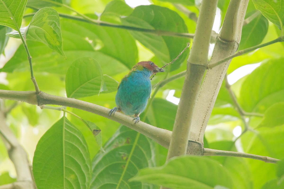 Bay-headed Tanager - ML618978112