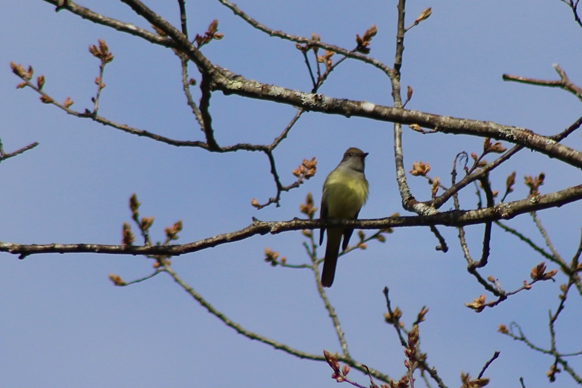 Great Crested Flycatcher - Myles Quirion