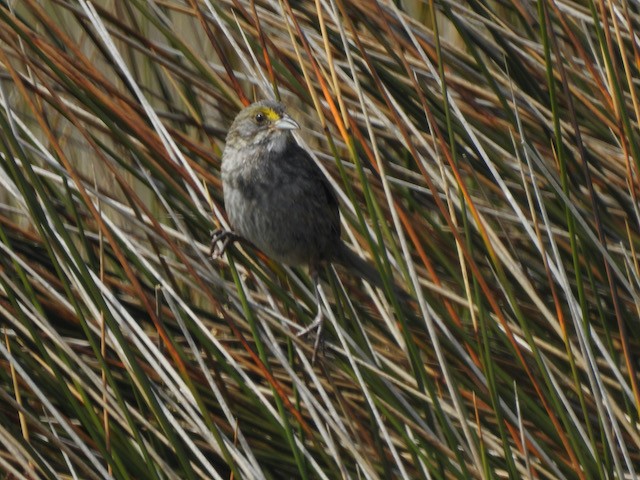 Seaside Sparrow - Gerald Head