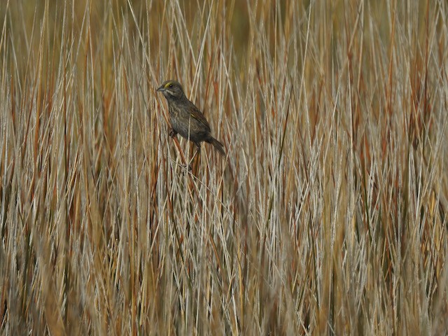 Seaside Sparrow - Gerald Head