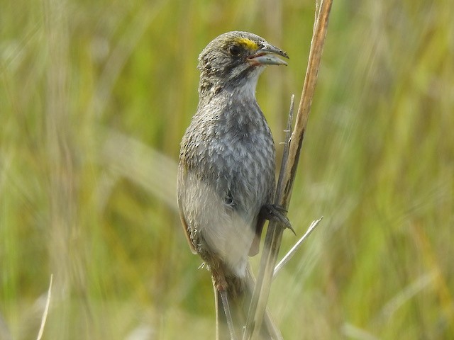 Seaside Sparrow - Gerald Head