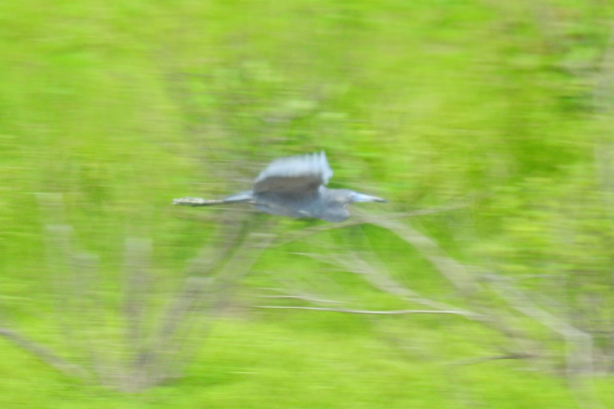 Little Blue Heron - ML618978142