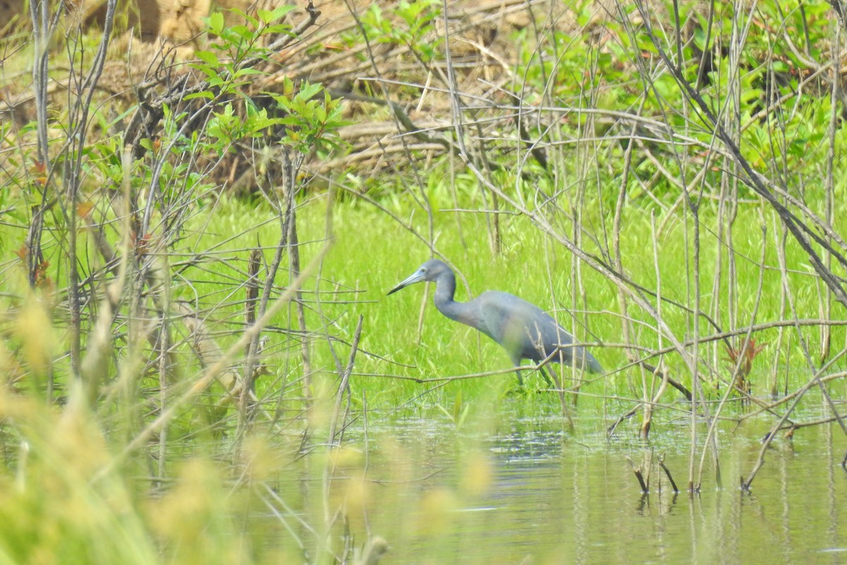 Little Blue Heron - Jarvis Shirky