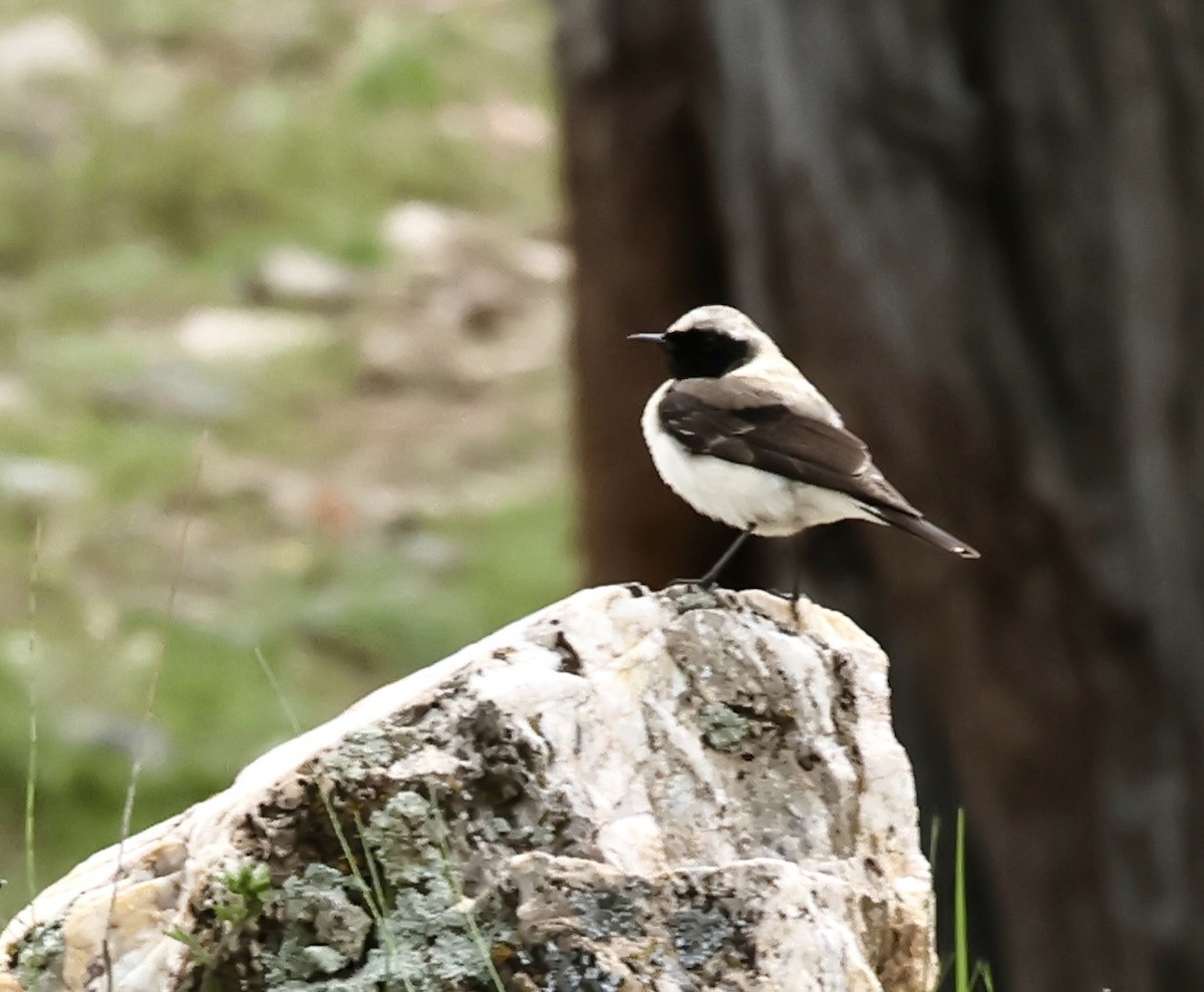 Eastern Black-eared Wheatear - Murat Polat