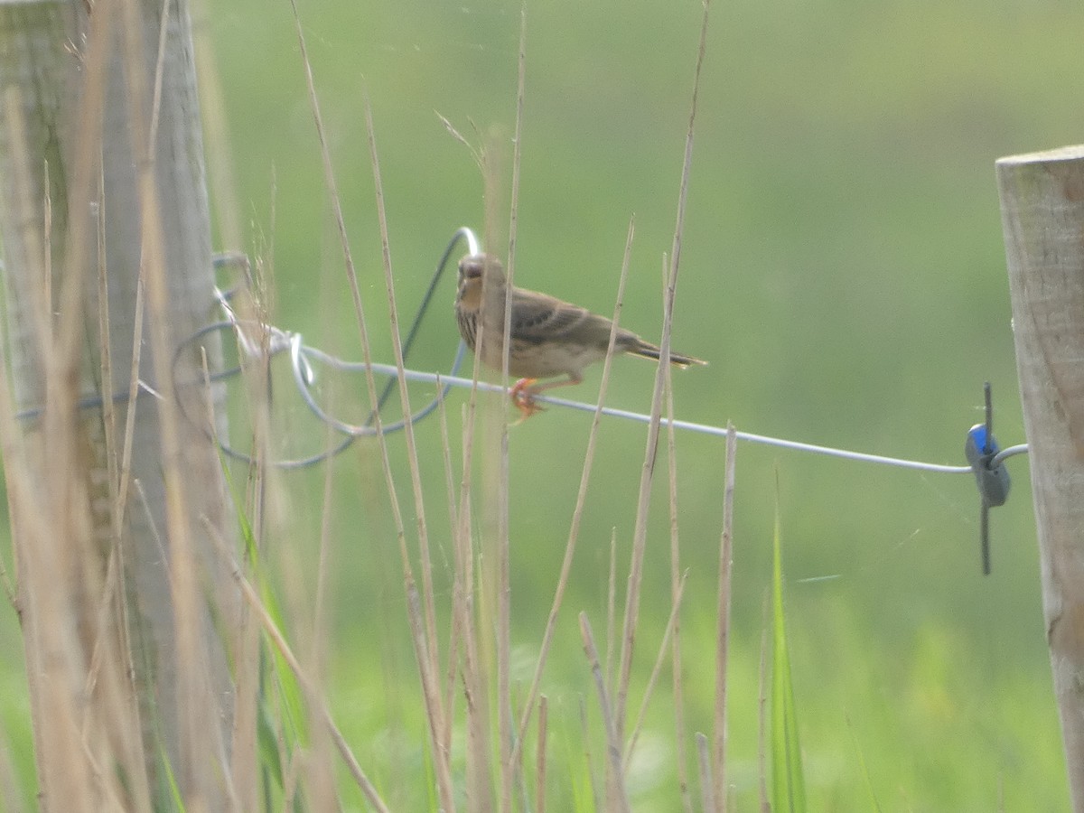 Meadow Pipit - ML618978167